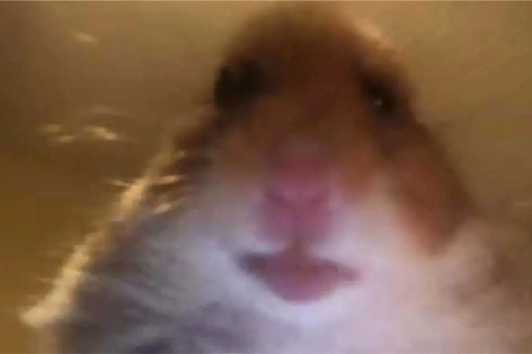 Pourquoi TikTok est-il rempli de photos de profils de hamsters