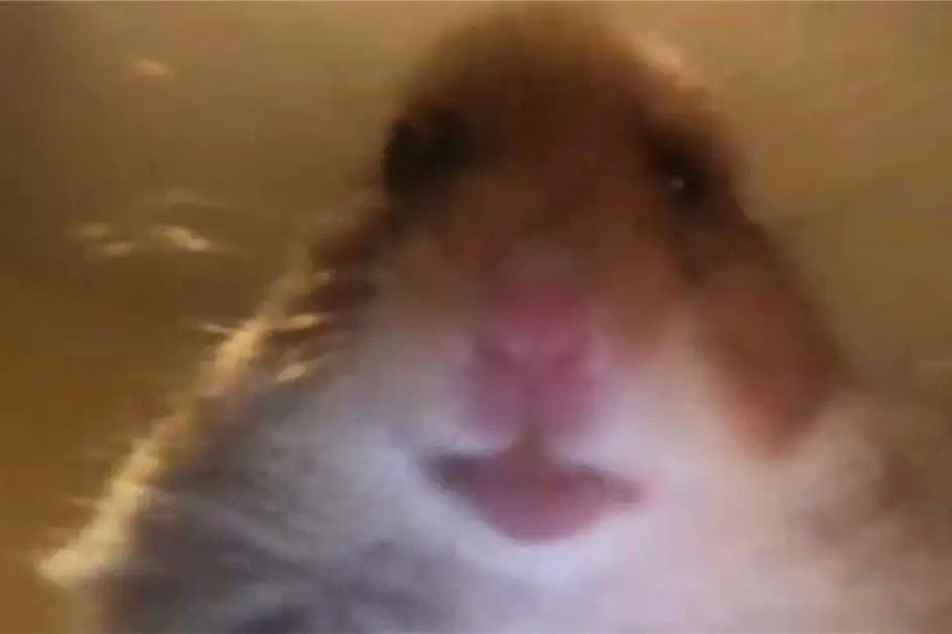 Pourquoi TikTok est-il rempli de photos de profils de hamsters ?